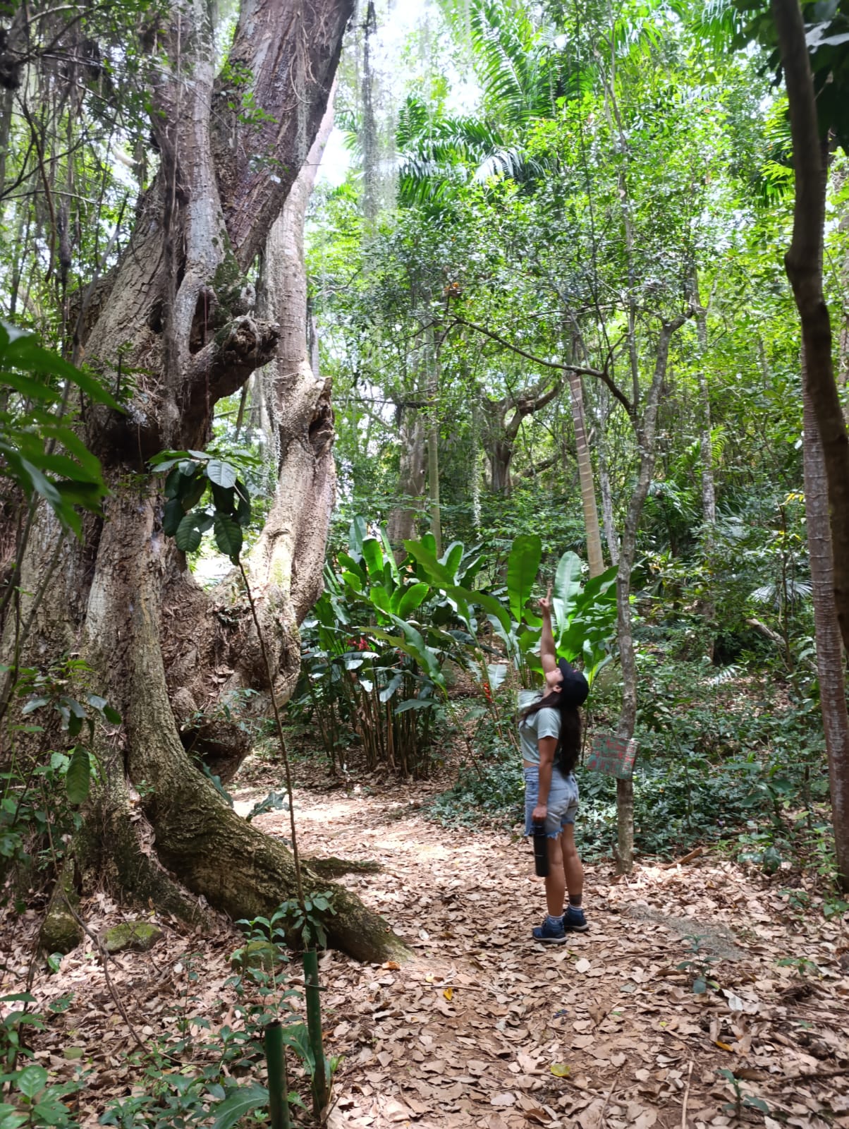 Joven señalando el dosel de un árbol antiguo durante un recorrido por el bosque de Barichara