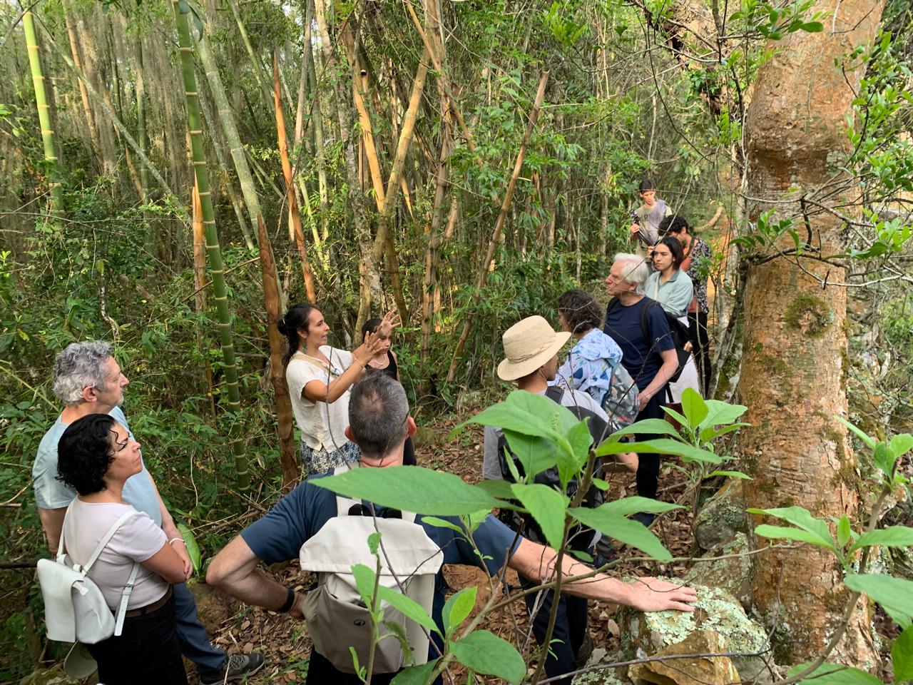 Guía ecológica de Barichara explicando el bosque a un grupo de caminantes entre guaduas y árboles nativos